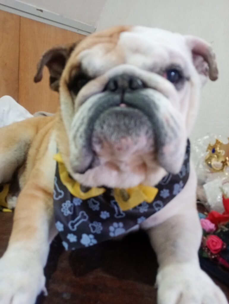 Peluquería canina Xamixam