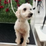 Calista Peluquería canina