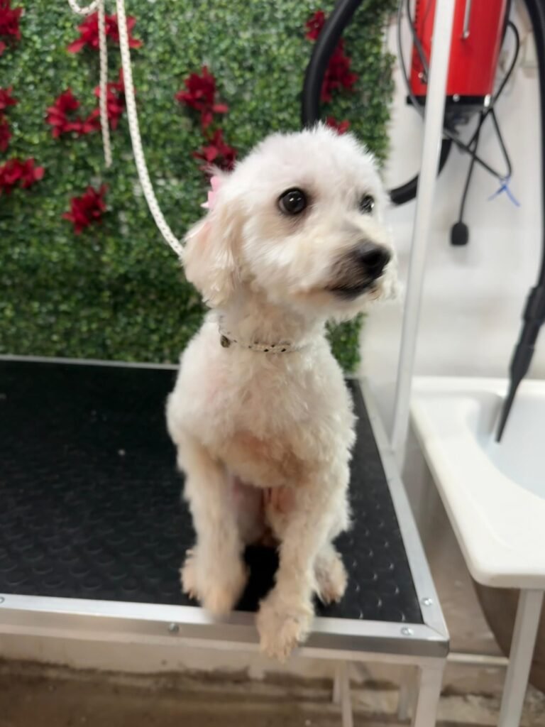 Calista Peluquería canina