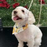 Calista Peluquería canina