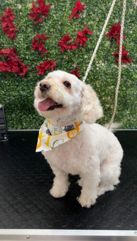 Calista Peluquería canina