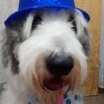 Peluquería canina Xamixam