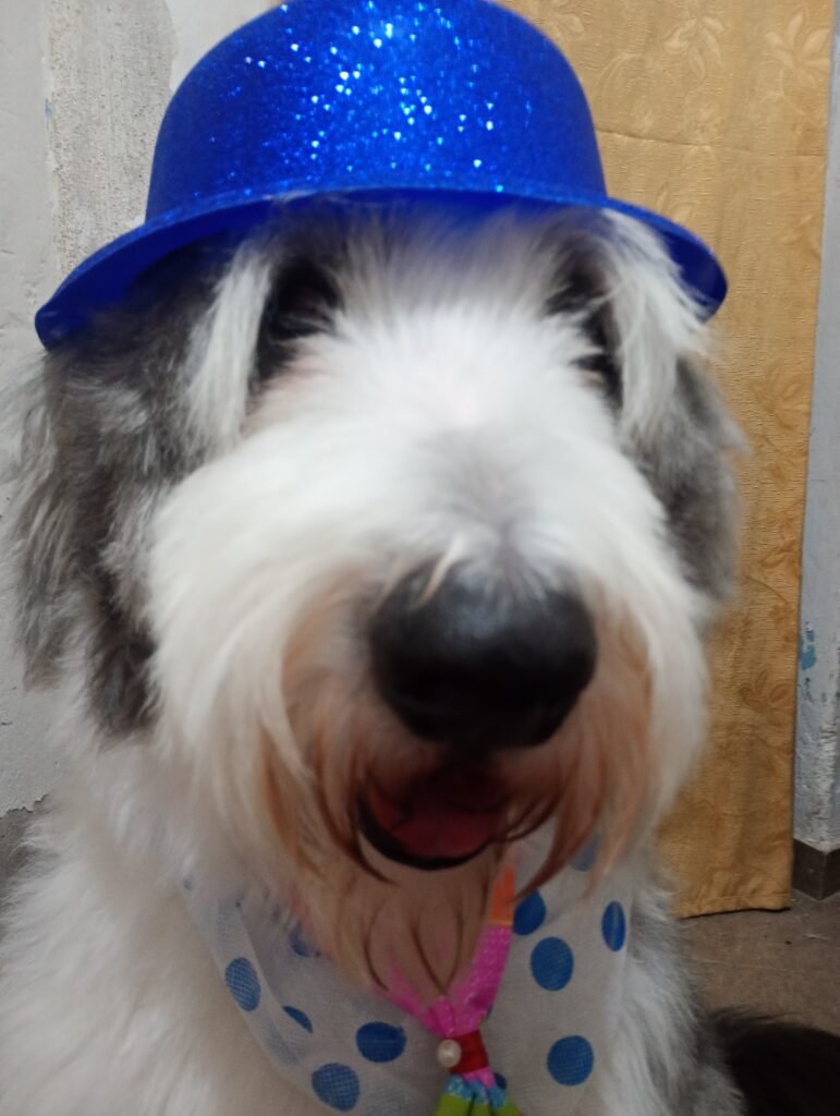 Peluquería canina Xamixam