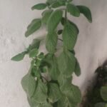 Asesoramiento en ornamentales,césped , patógenos funguicos, fertilización