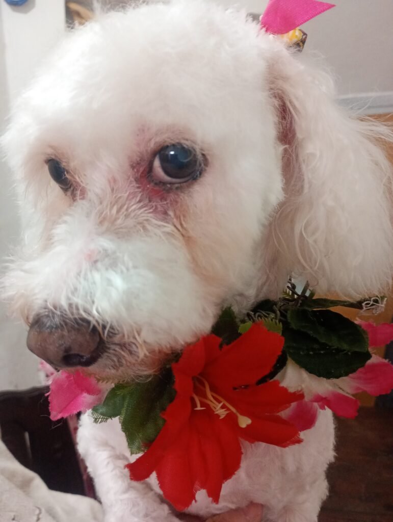 Peluquería canina Xamixam