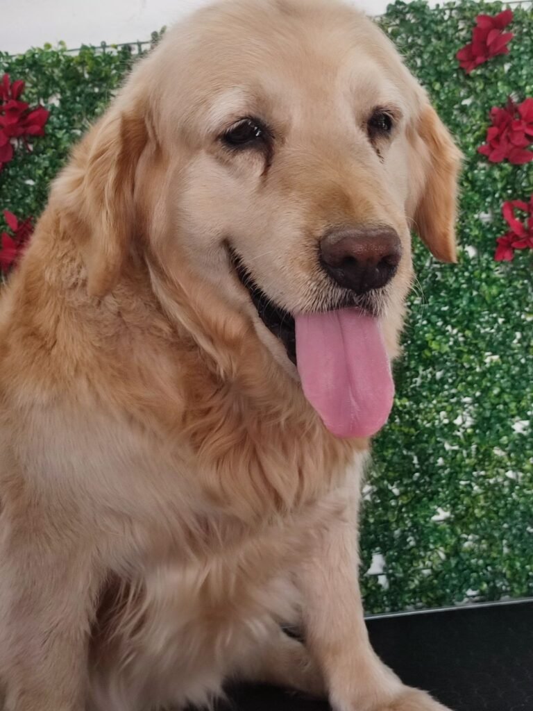 Calista Peluquería canina