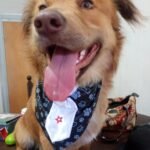 Peluquería canina Xamixam