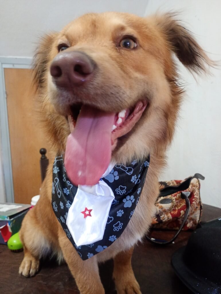 Peluquería canina Xamixam