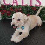 Peluquería canina Calista