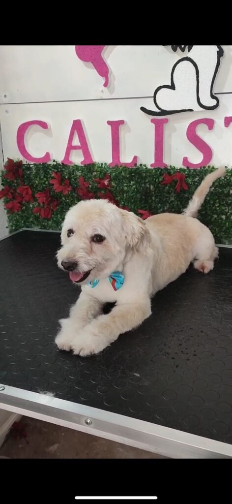 Peluquería canina Calista