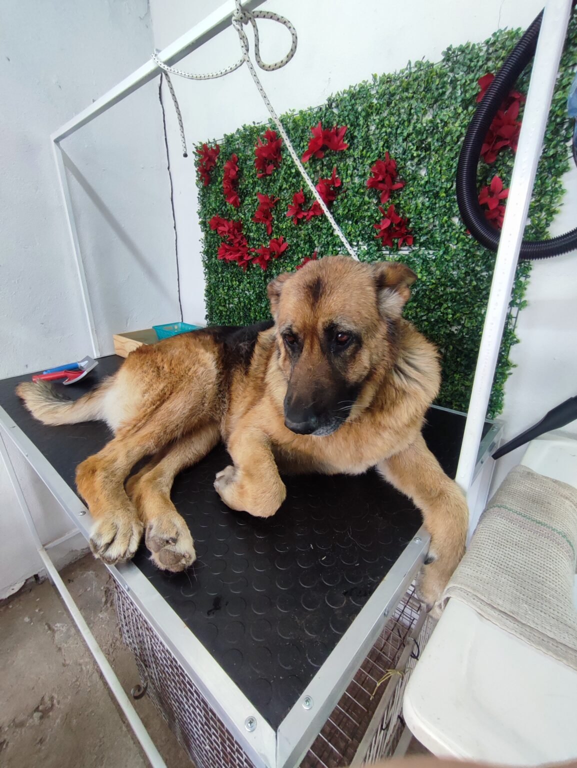 Peluquería canina Calista