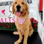 Peluquería canina Calista