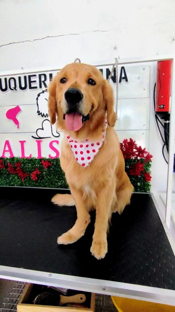 Peluquería canina Calista