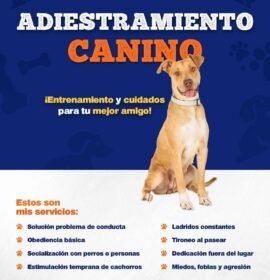 Adiestramientos caninos