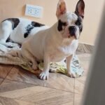 Adiestramientos caninos