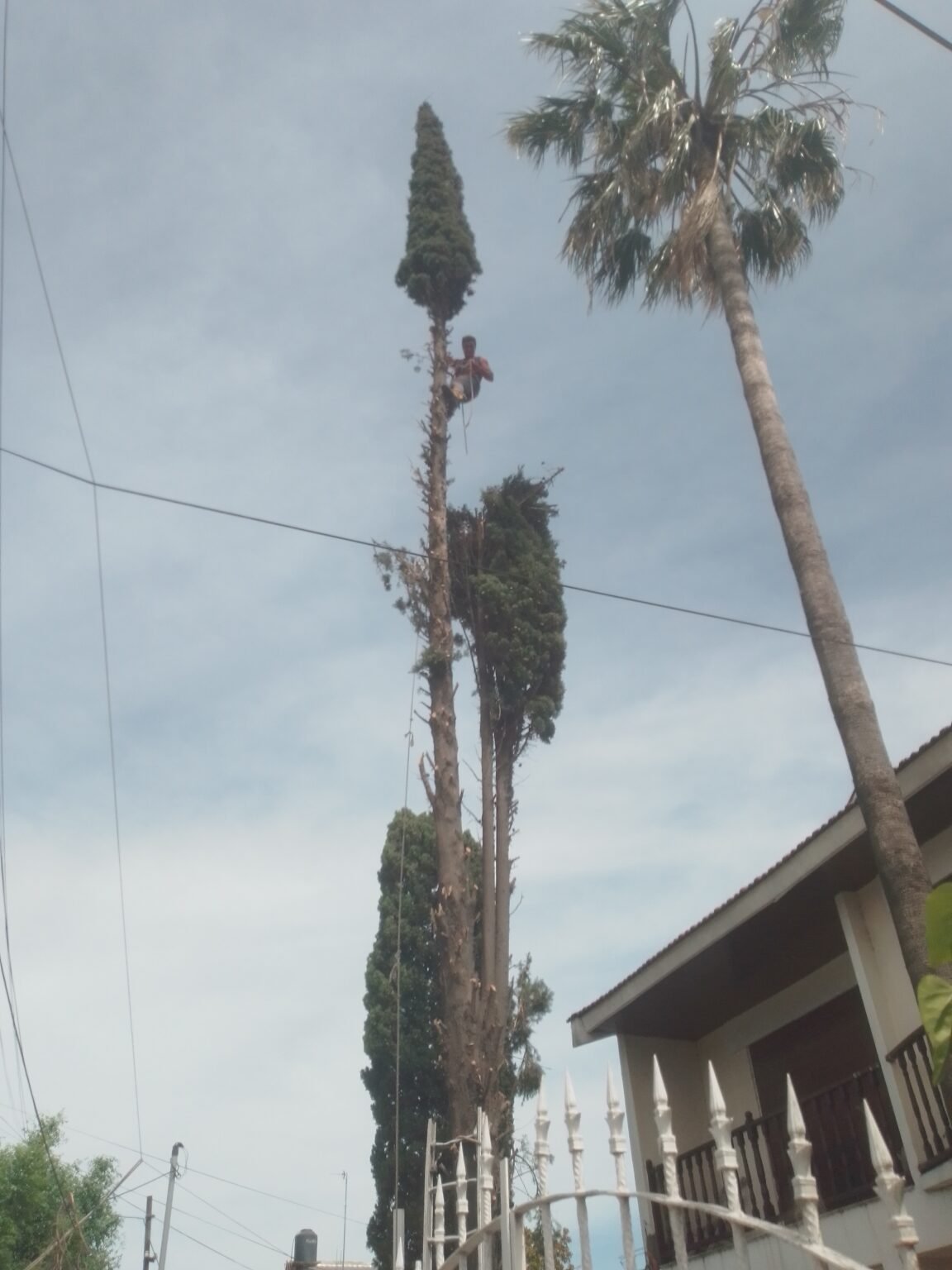 PODAS DE ARBOLES Y EXTRACCIÓN DE