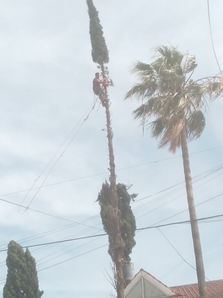 PODAS DE ARBOLES Y EXTRACCIÓN DE