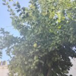 Pintura y mantenimiento del hogar