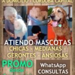 Peluqueria canes y gatos a domicilio Peluqueria canes y gatos a domicilio