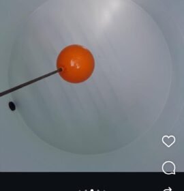 Control de plagas desinfecciones