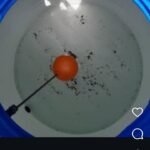 Control de plagas desinfecciones Control de plagas desinfecciones