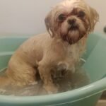 Peluqueria canes y gatos a domicilio Peluqueria canes y gatos a domicilio