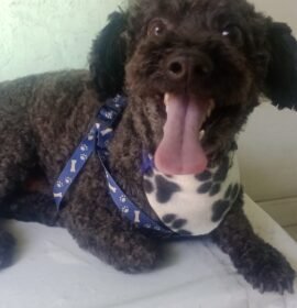 Peluqueria canes y gatos a domicilio