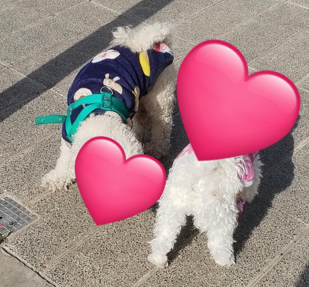 Cuidado de mascotas