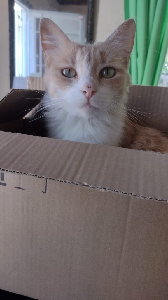 Peluqueria canes y gatos a domicilio