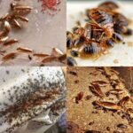 Control de plagas desinfecciones Control de plagas desinfecciones