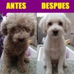 PELUQUERIA CANINA “HACHIKO” RIO CUARTO