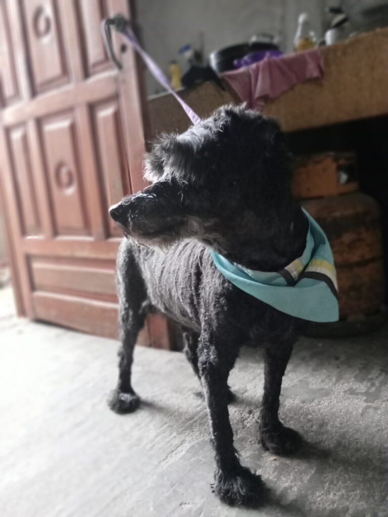 PELUQUERIA CANINA “HACHIKO” RIO