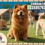 PELUQUERIA CANINA “HACHIKO” RIO CUARTO