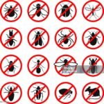 FUMIGACION  CONTROL DE PLAGAS