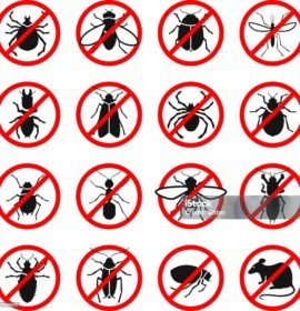 FUMIGACION  CONTROL DE PLAGAS