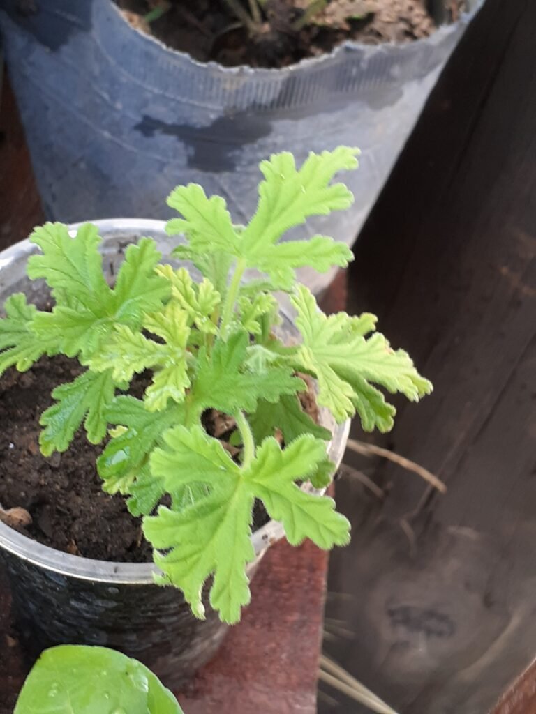 Reparación de motoimplemento,jardinería y todo lo que tenga que ver con áreas verdes