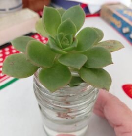 Cuidadora  y Acompañante Terapéutica