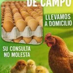 Vendo huevos de campo
