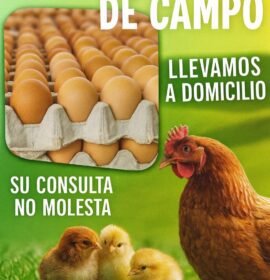 Vendo huevos de campo