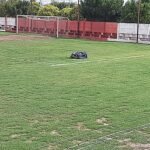 Servicio de corte de césped con maquinas Robotizadas a control remoto