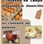 Vendo huevos de campo