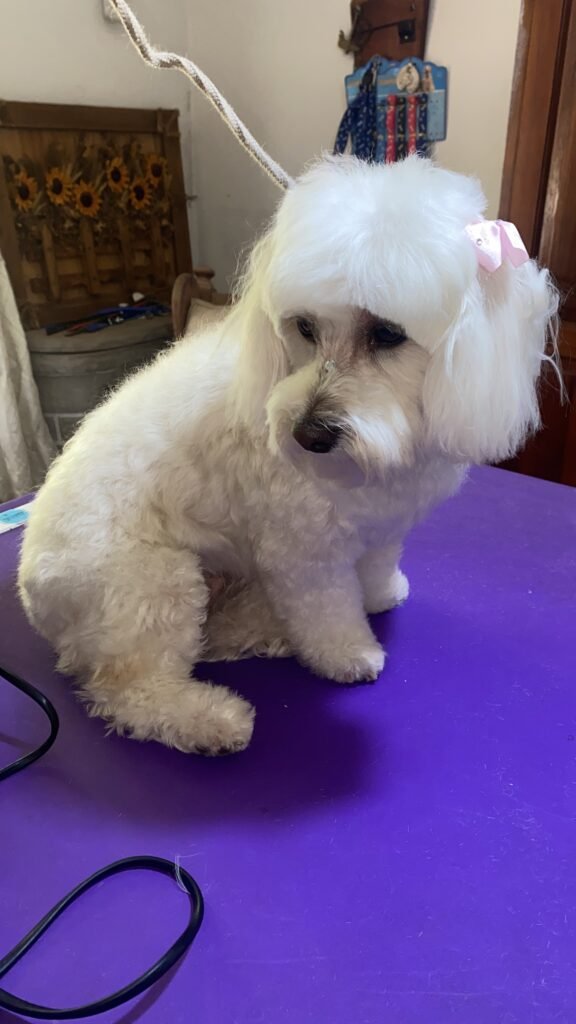Peluquería canina ,atención personalizada cortes de raza , sanitarios , corte de uñas , limpieza de oídos , cuidado de manto , etc..