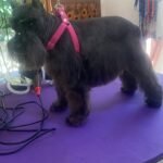 Peluquería canina ,atención personalizada cortes de raza , sanitarios , corte de uñas , limpieza de oídos , cuidado de manto , etc..