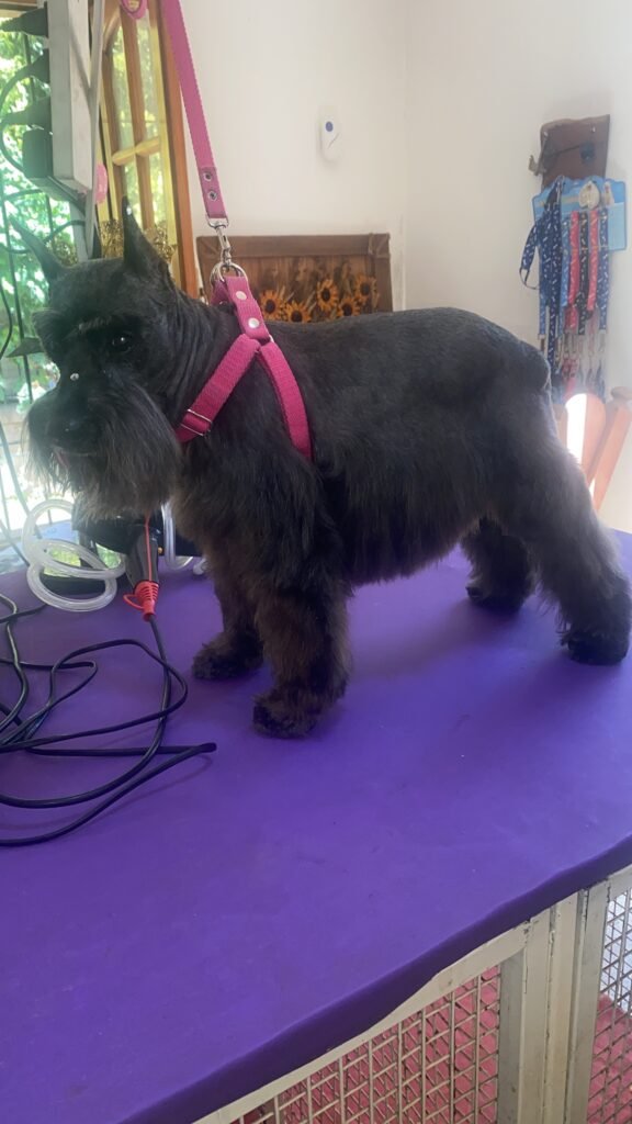 Peluquería canina ,atención personalizada cortes de raza , sanitarios , corte de uñas , limpieza de oídos , cuidado de manto , etc..