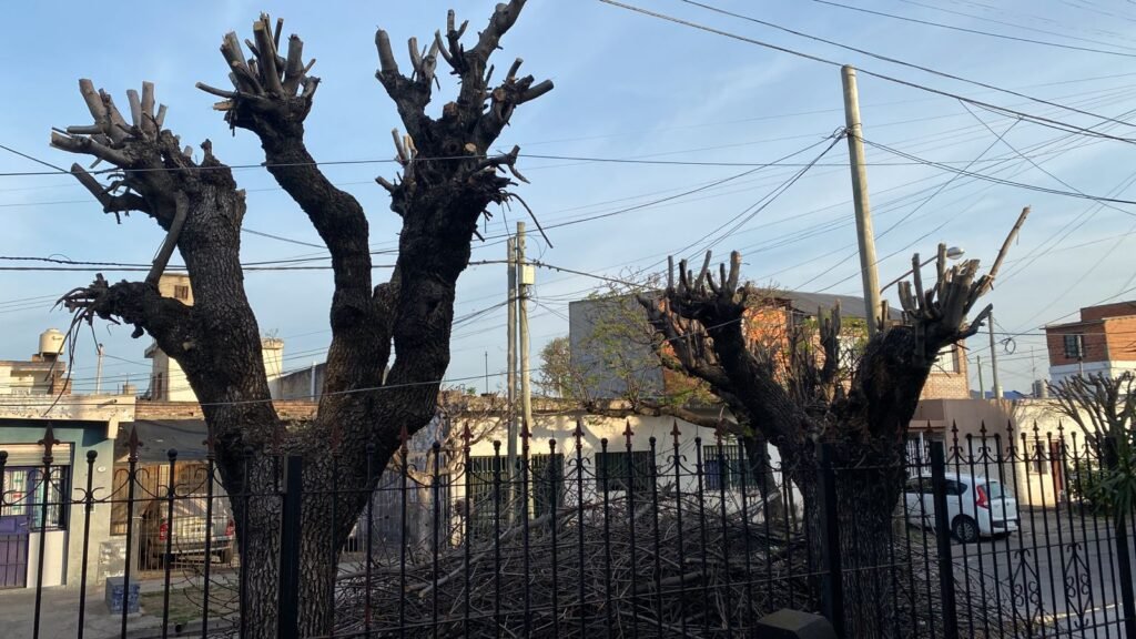 Cortador de pasto,y limpieza de terreno, fumigación de yuyos