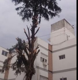 Podas Y Extracciones Árbol Y Palmeras..