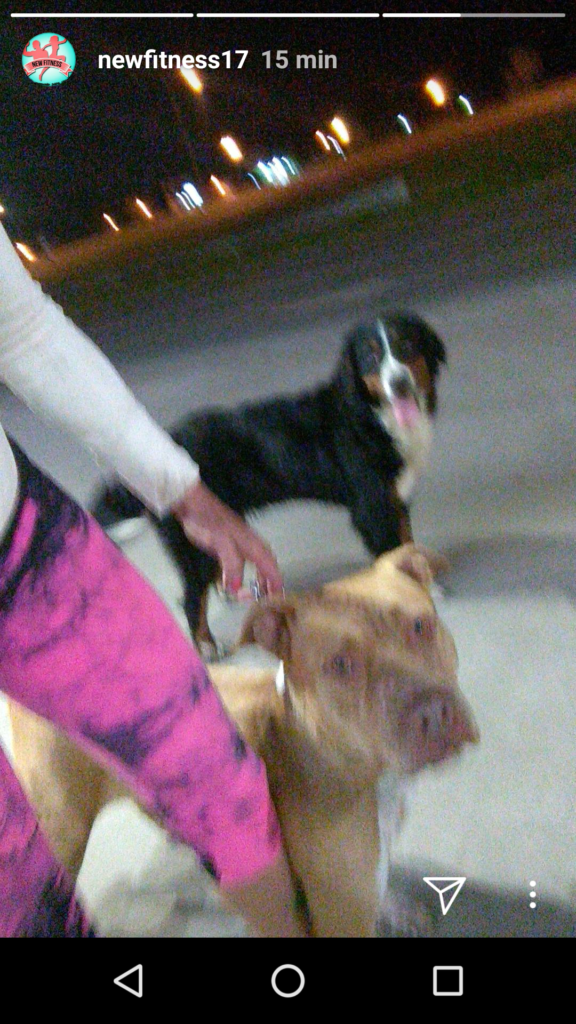 Paseo perros