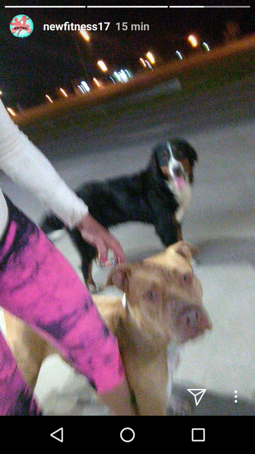 Paseo perros