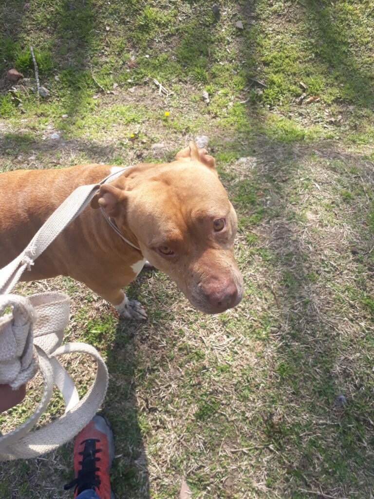 Paseo perros