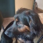 Niñera. Cuidado adultos mayores. Empleada doméstica